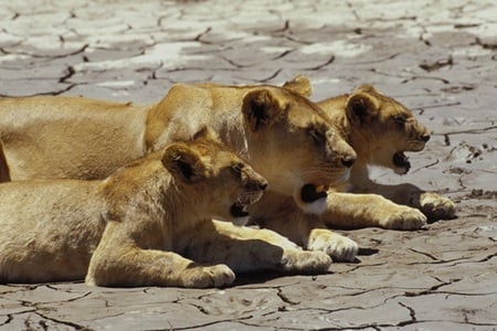 Lions - lion, animal, leao, leoa