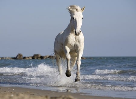 Close-up Horse