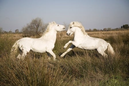 Stallions