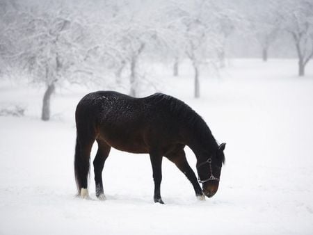 Horse - snow, cavalo, animal, horse