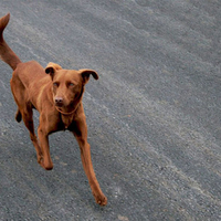 bronze dog