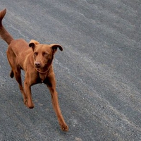 bronze dog