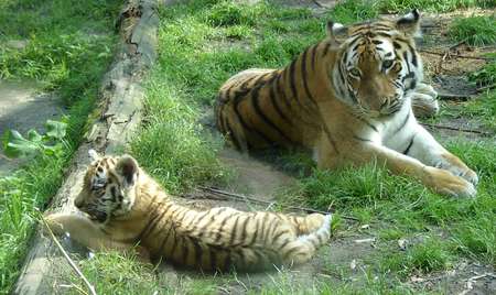 A Mother's Watchful Eye - tiger cubs, animals, cats, tigers