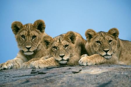 Baby Lions - cubs, lion, animals, cats, babies