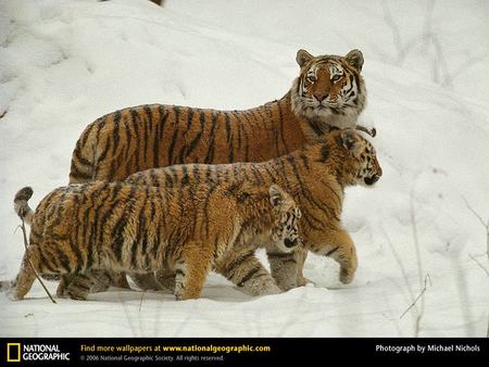 A Family Of Siberian Tigers - cubs, animals, cats, family, tigers