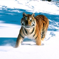 A Tiger In The Snow