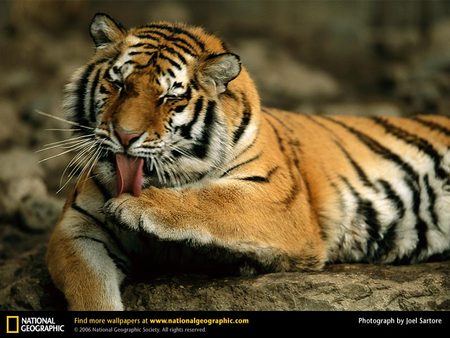 A Grooming Tiger - cat, animals, cats, tiger, tigers