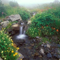 Flowing out of the Mist, Olympic National Park