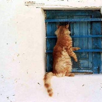 Cat In The Window