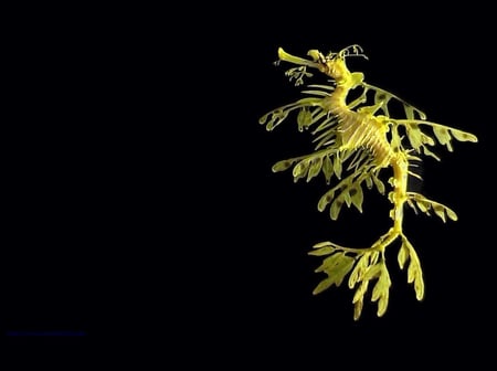 leafy Sea Dragon - ocean, sea dragon, animals, fish, dragon