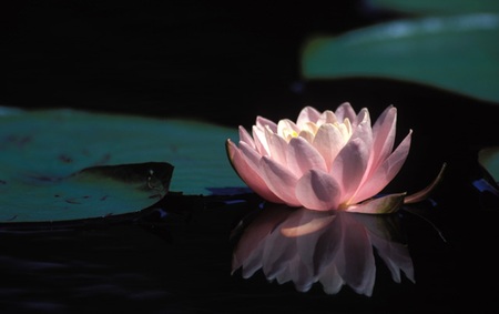 Lily - lirio, water, lily