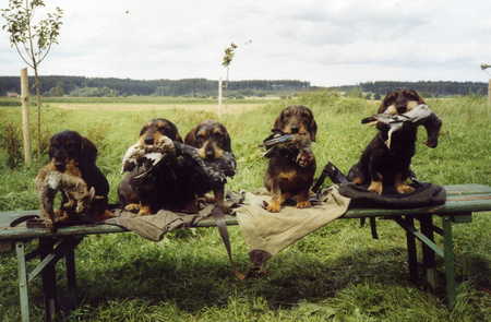 to retrieve / Apportieren - hounds, hunting, retrieve, to retrieve