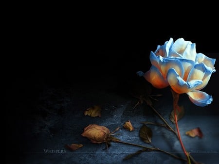 Whispers - flowers, abstract, 3d, art, dark