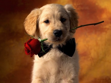 Puppy Love - animals, dogs, puppies, photos, puppy, love, romance