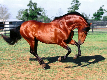 Bay Andalusian Horse - spanish, horse, bay, andalusian