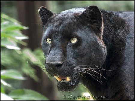 black leopard - leopard, cat