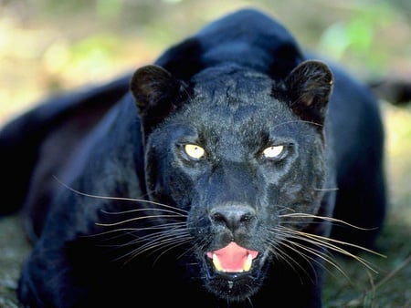 black leopard lies in wait - leopard, cat