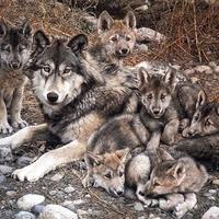 Wolf With Cubs