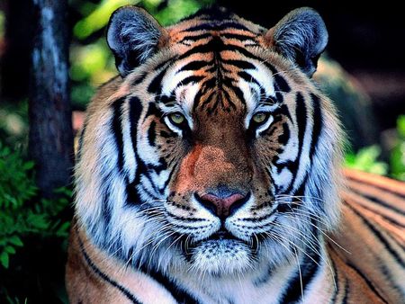 Beautiful-Tiger