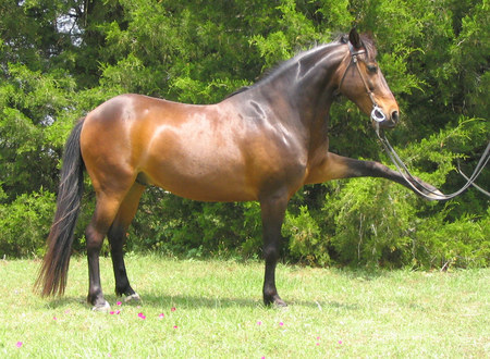 andalusian horse - horse