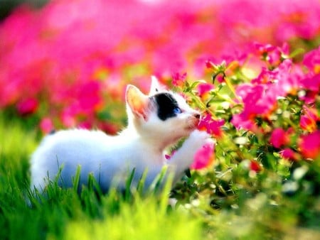 Discovering The World - kittens, animals, cats, flowers, cute