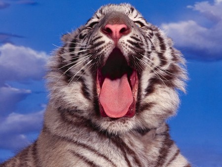 I-Dont-Like-Mondays - funny, animals, cats, tigers