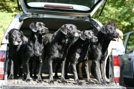 Canes Venatici - hunting, hunting dog, canes venatici