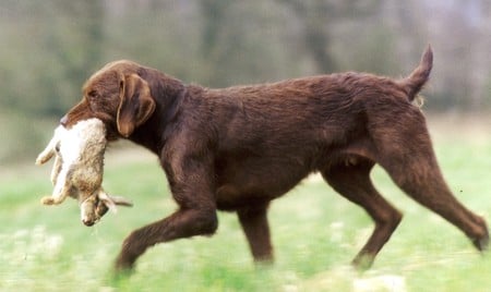 to retrieve / Apportieren - hounds, hunting, retrieve, to retrieve