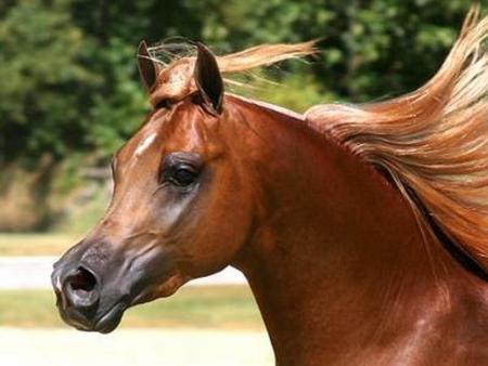 Sorrel Arabian - sorrel, arab, horse, arabian