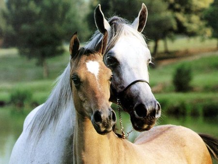 Mother and Child - cavalo, stallion, animal, horse