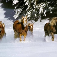 Horses running