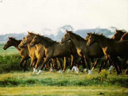 Familia unida - cavalo, stallion, animal, horse