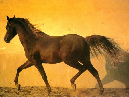 Horse :D - animal, cavalo, horse, stallion