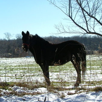 horse in snow