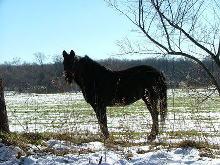 horse in snow - nature, field, horse, snow