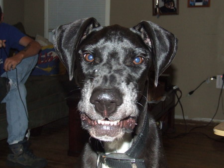 even dogs smile - dog, smile, great dane, happy