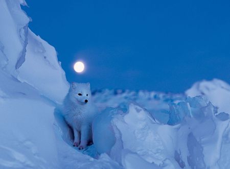 Fox in blue night - animal, fox, night