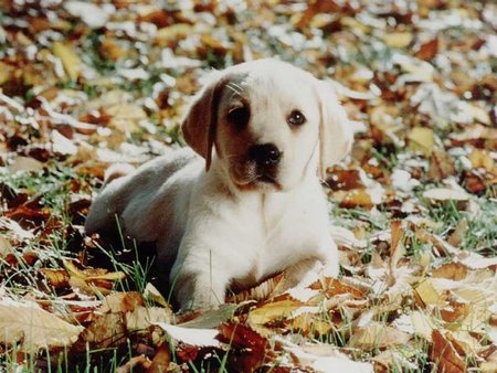 Labrador - dog, puppy, cachorro, animal