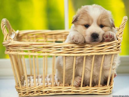 Puppy in a basket - dog, puppy, cachorro, animal