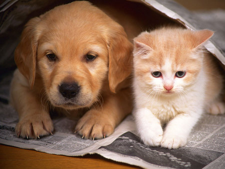 Cat and Dog - gato, animal, dog, cachorro, puppy, cat