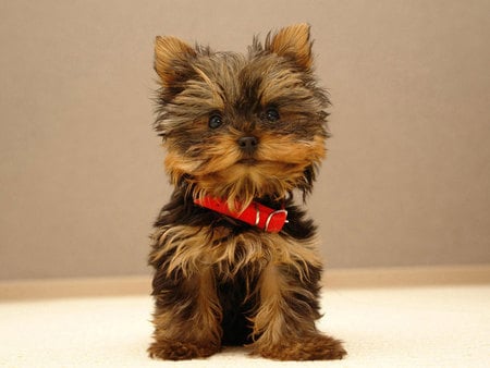 Yorkshire - cachorro, puppy, animals, nature, yorkie, dog, dogs, animal, yorkshire terrier, cute