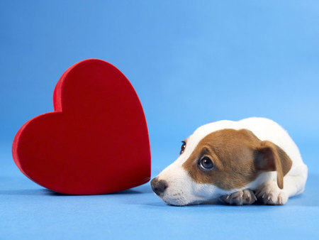 Cachorrinho :D - cachorro, puppy, heart, dog, animal, coracao