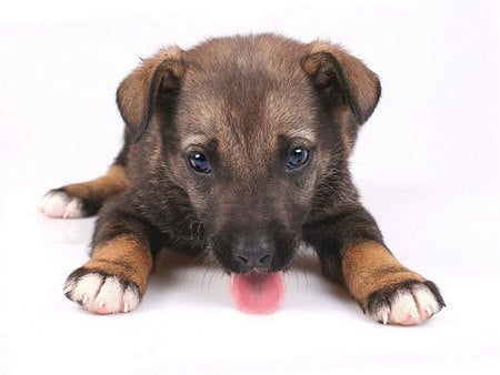 cute pup (: - animal, cachorro, puppy, dog