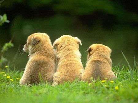 Three dogs - dog, puppy, cachorro, animal