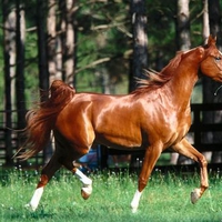 Arabian Horse