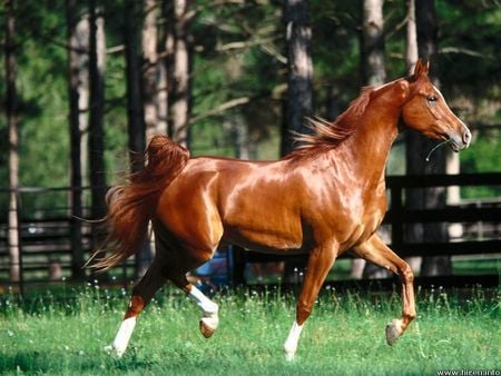 Arabian Horse - cavalo, stallion, animal, horse