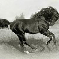 Black Horse