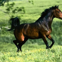 Quarter Horse