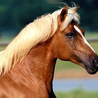 Horse (: