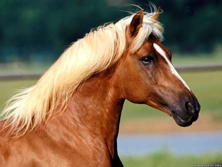 Horse (: - cavalo, stallion, animal, horse